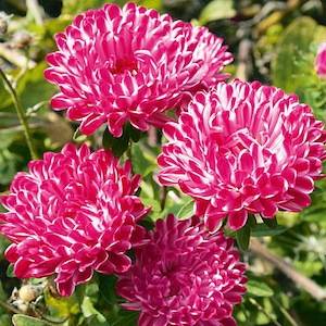 September Birth Flower