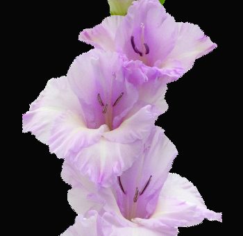 August Birth Flower